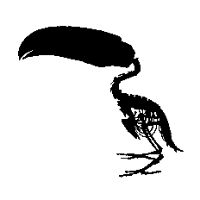 toucanskeleton