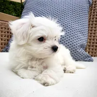 original sound - thereal.mochifloof