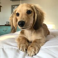 olliethedoxie