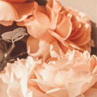 peachy3920