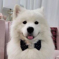 toofythefloofy