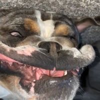 snackiechan03