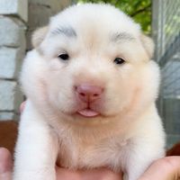 pet_baby68