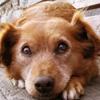 original sound - dogs_movement