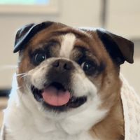 wafflesthepugmix
