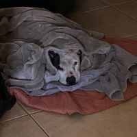 athena.the.florida.pit