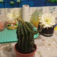 оригинальный звук - Юлиан Катан