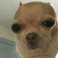 loyalblackgirlwithlocs