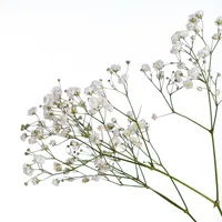 original sound - autumnoscen