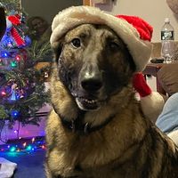 mammabearofalotofcubs