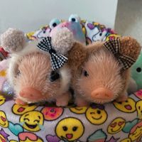 piper.the.piglet