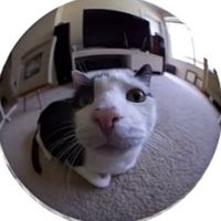 balobashbo bashbo re