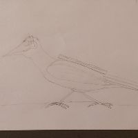 roadrunner_radio