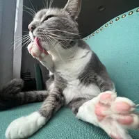 original sound - brittany4951