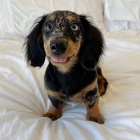 kickflipthedachshund