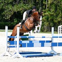 equisalesporthorsesllc