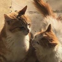 meowsers.123