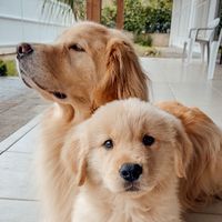 thegoldenliam