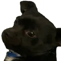 Universe Cat Drowning by Kikuo