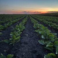 cottonfarms