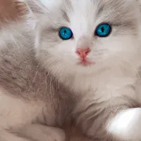 original sound - iangelragdoll