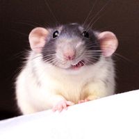 iamratshavefeelingstoo