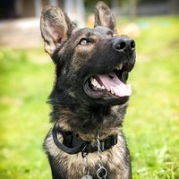 The German Shepherd Commercial