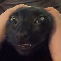 how many robbers are breaking in at two am