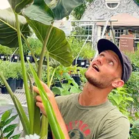 original sound - marketbotany