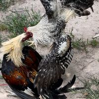 elchinosgamefarm