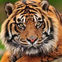 guessthestudentfromstt