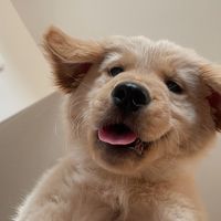 denverthegoldenretriever