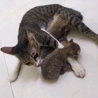 nhạc nền - H0a15