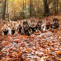 original sound - eight_fluffytails