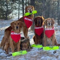 golden.retriever.quad