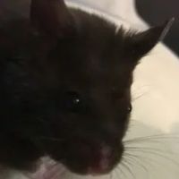 hamstersarethebestt