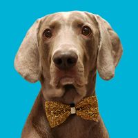 rhino_the_weimaraner