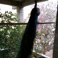 user609704313j_v_r