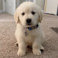 original sound - golden.daily