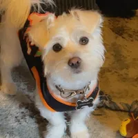 original sound - mi.perro.coco1