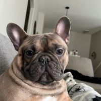 benito_thefrenchie