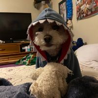 pancchiito