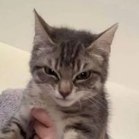 zhocus_rl