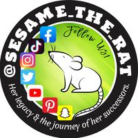 sesame_the_rat