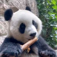 原聲