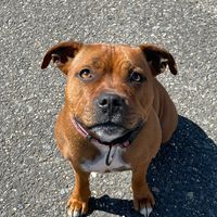 staffbull.life