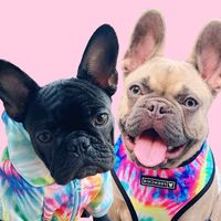 frenchbulldogbehavior