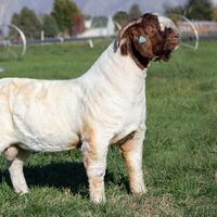 rancho4hermanosarias