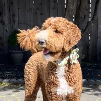 original sound - zoe_thedoodle