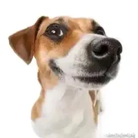 original sound - memeboy458